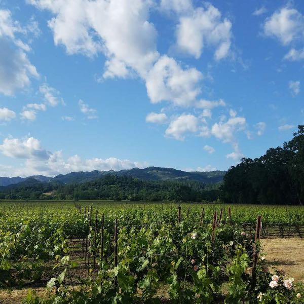 Allora Vineyards