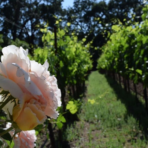 Allora Vineyards