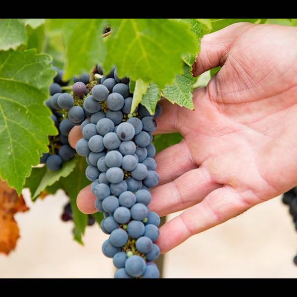 Amizetta Winery
