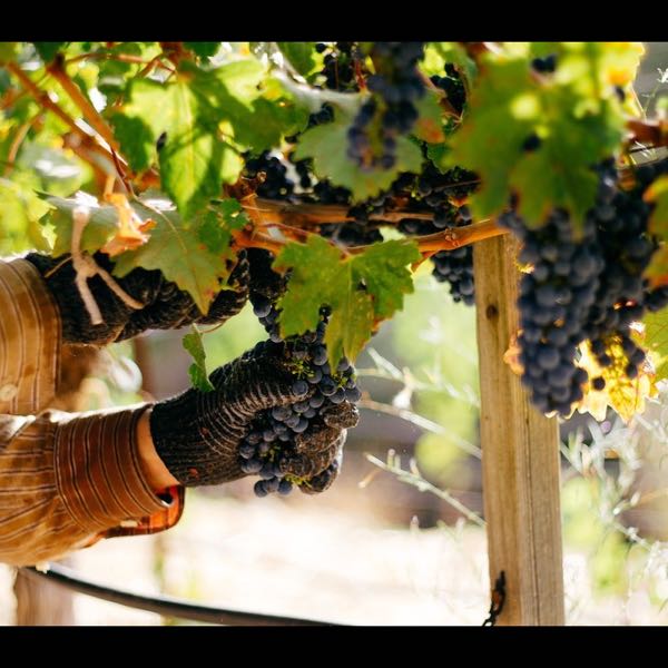 Amizetta Winery