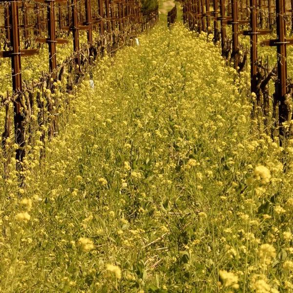 Anomaly Vineyards