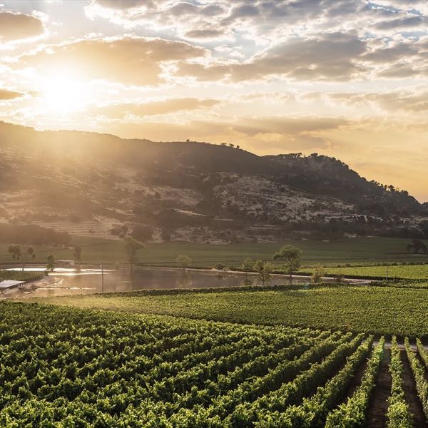 Antinori Napa Valley (Antica)