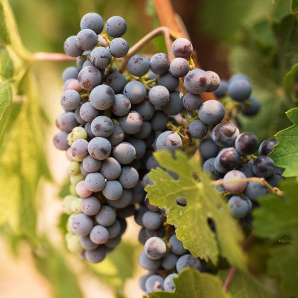 Buehler Vineyards