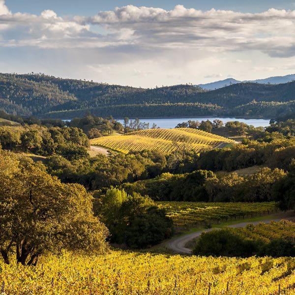 Buehler Vineyards