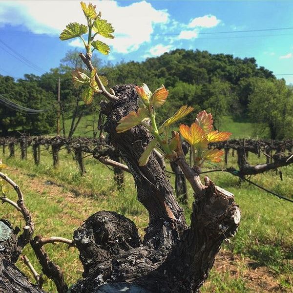 Cadle Family Wines at Holman Cellars
