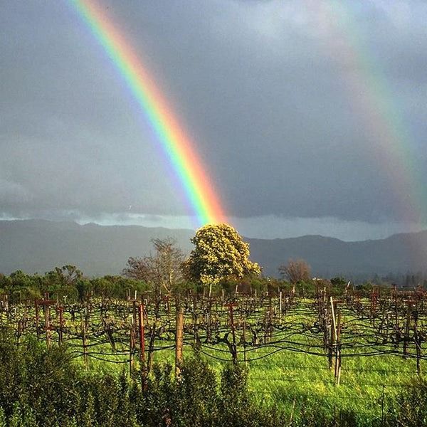 Cadle Family Wines at Holman Cellars