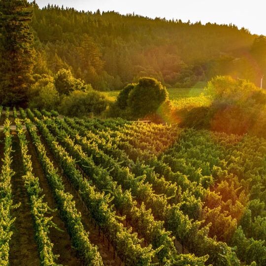 Cakebread Cellars