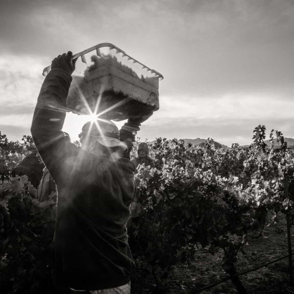 Caldwell Vineyard