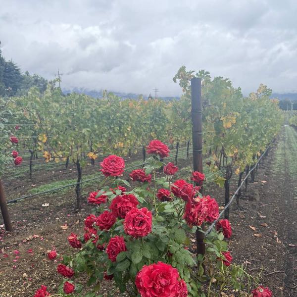 Celani Family Vineyards