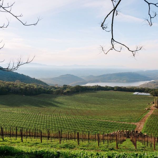 Chappellet Vineyard