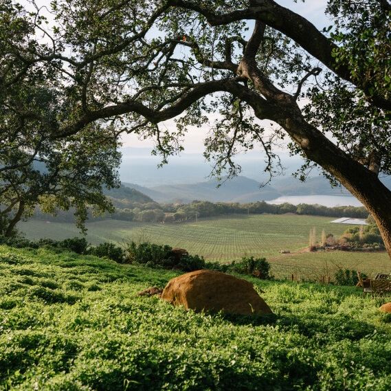 Chappellet Vineyard