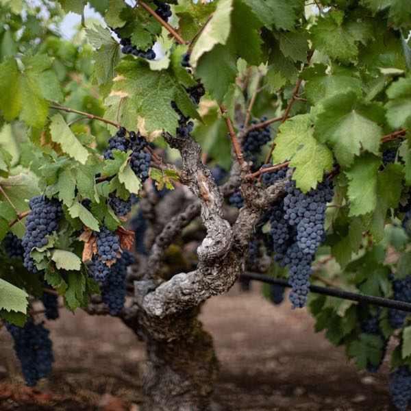 Chase Cellars