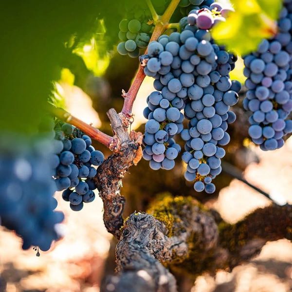 Chase Cellars