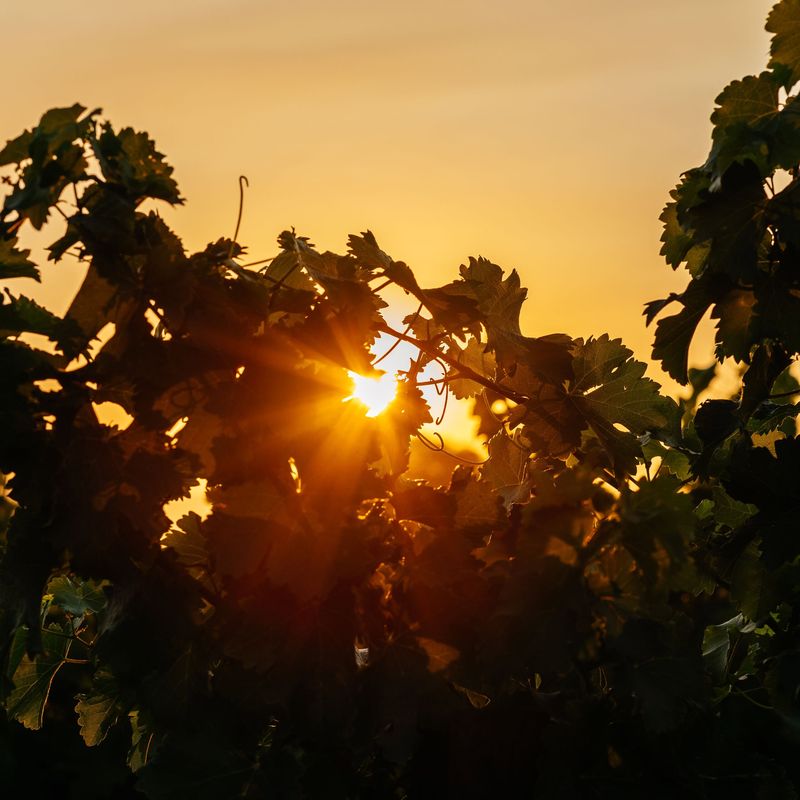 Crosby Roamann, Napa Valley, Napa Valley