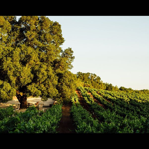 David Arthur Vineyards