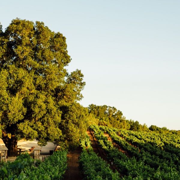David Arthur Vineyards