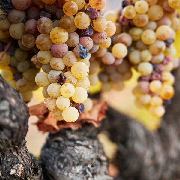 Dolce at Far Niente Winery