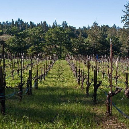 Dyer Vineyard