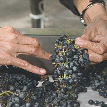 Dyer Vineyard