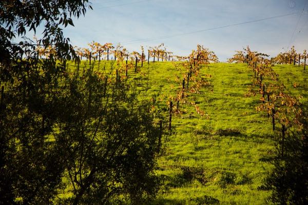Failla Wines
