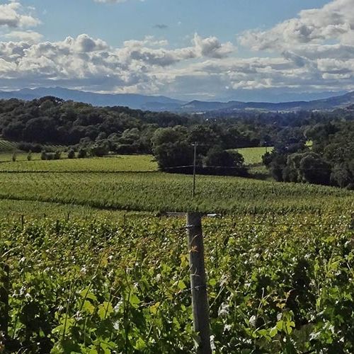 Farella Vineyard