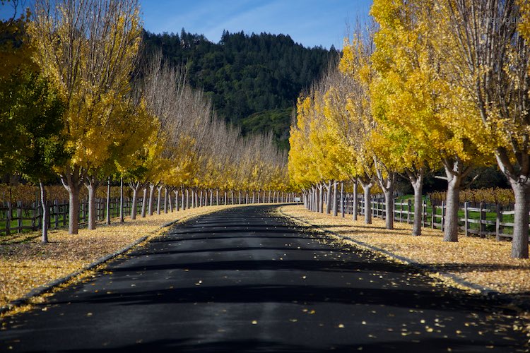 Far Niente, Oakville, Napa Valley