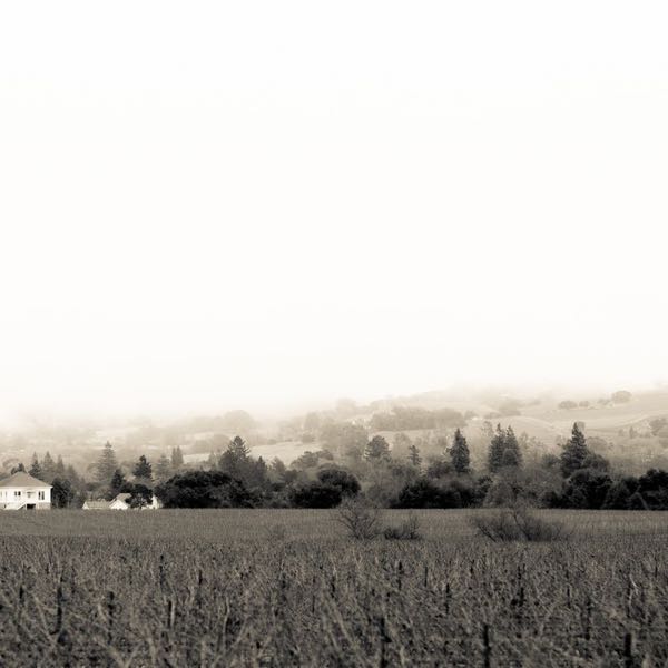 Favia Erickson Winegrowers