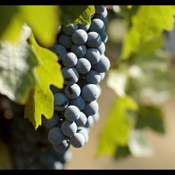 Fontanella Family Winery