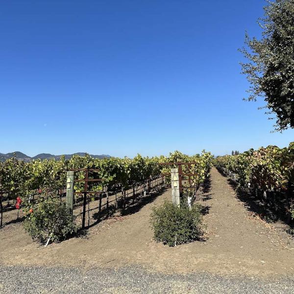 Fortunati Vineyards