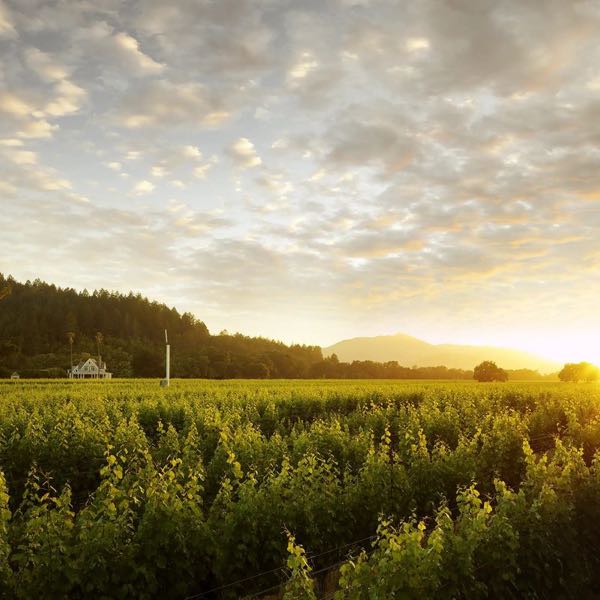 Gamble Family Vineyards