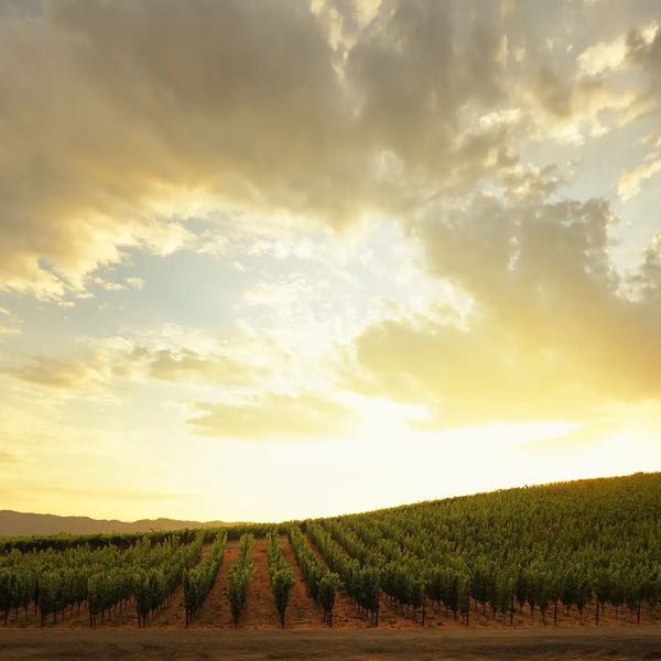 Gamble Family Vineyards