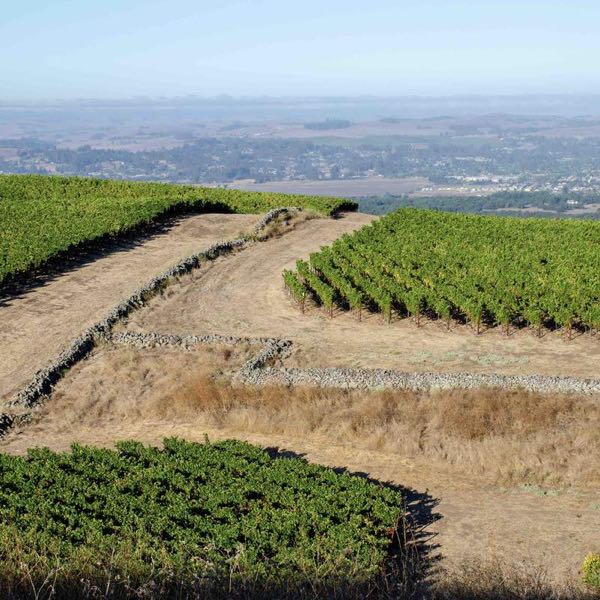 Guarachi Family Wines