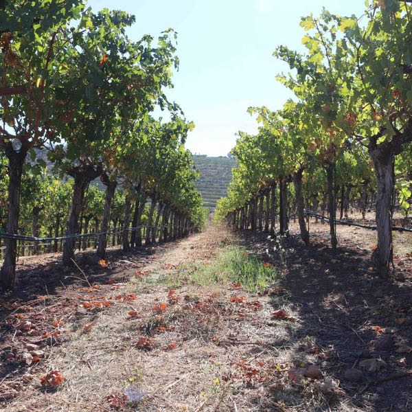 Guarachi Family Wines