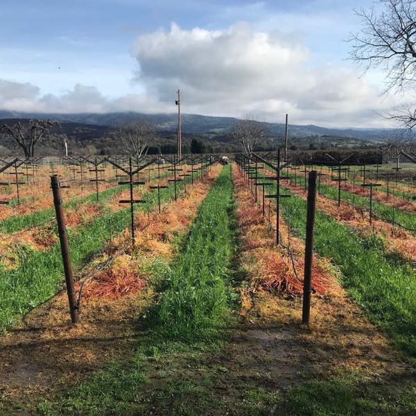 Gustavo Thrace Winery