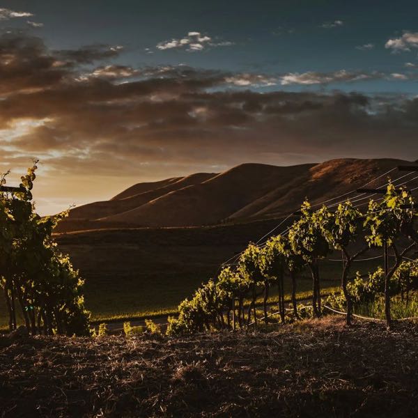 Harrison Vineyards
