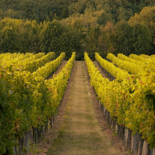 Harrison Vineyards