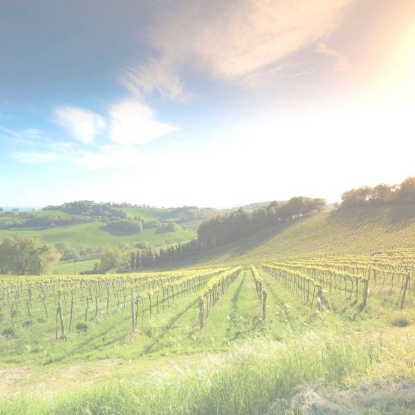 Havens Winery