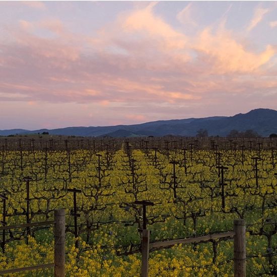 Hendry Ranch Wines