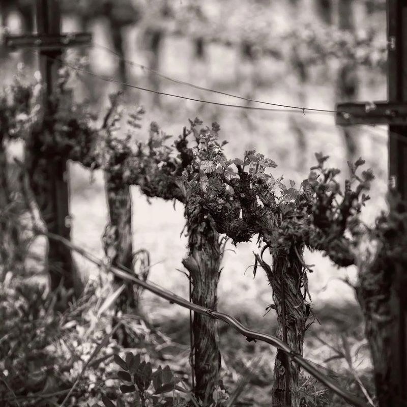 Homage, Calistoga, Napa Valley