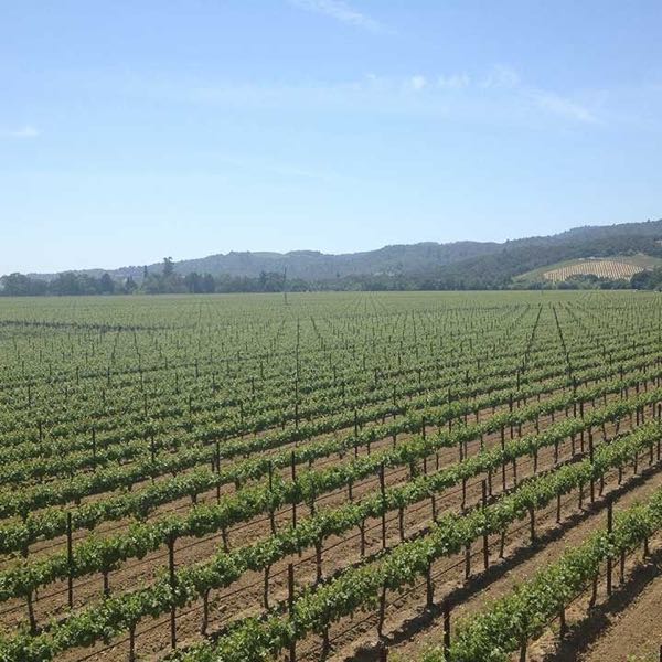 Ideology Cellars at Silenus Vintners