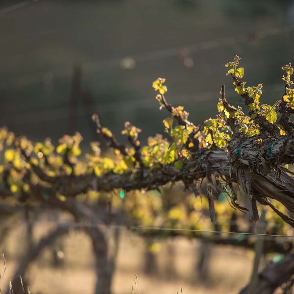 J. Moss Winery