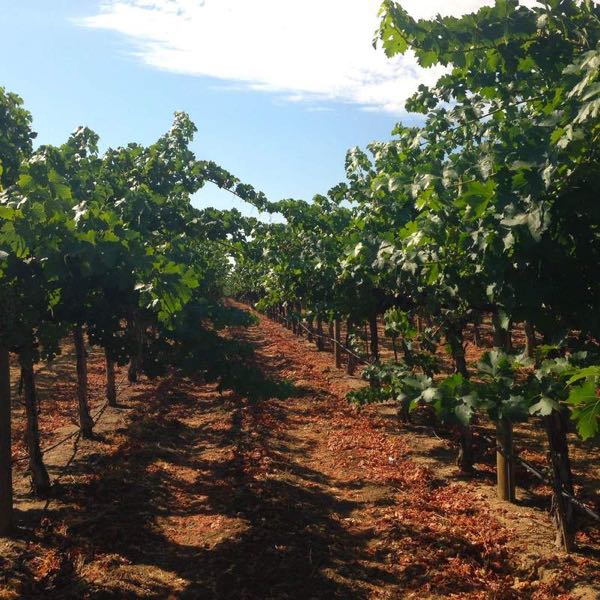 Jean Edwards Cellars