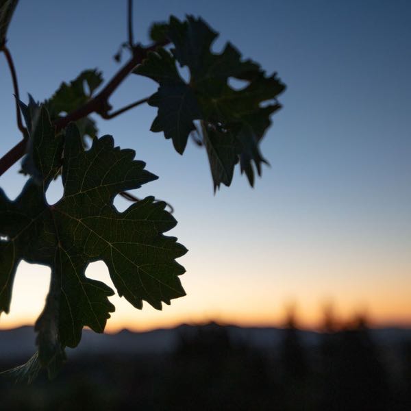 Jon Nathaniel Cellars