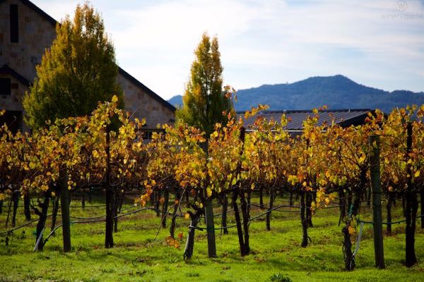 Kapcsandy Family Winery