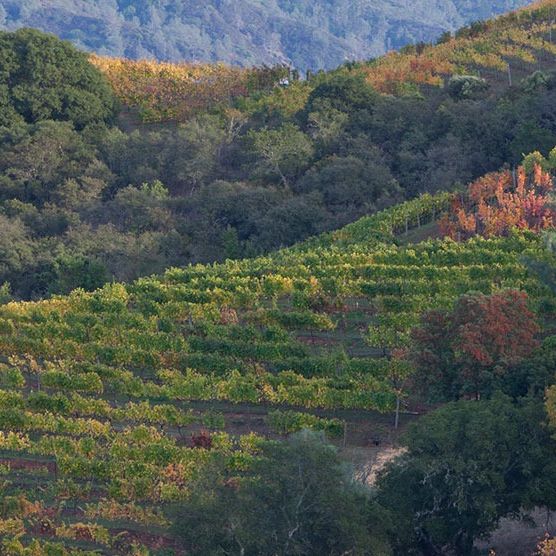 Kuleto Estate