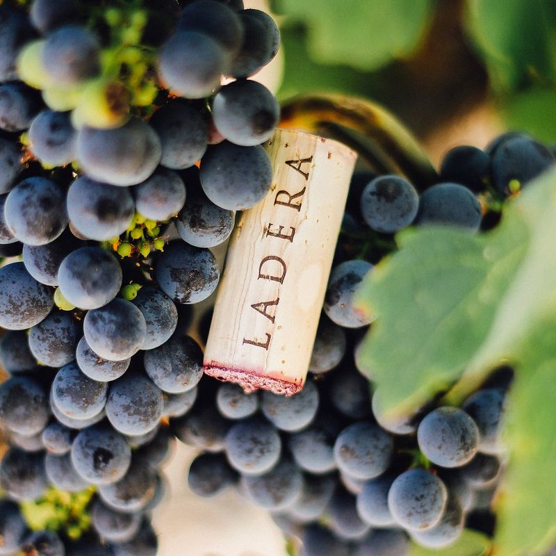 Ladera Vineyards, Calistoga, Napa Valley