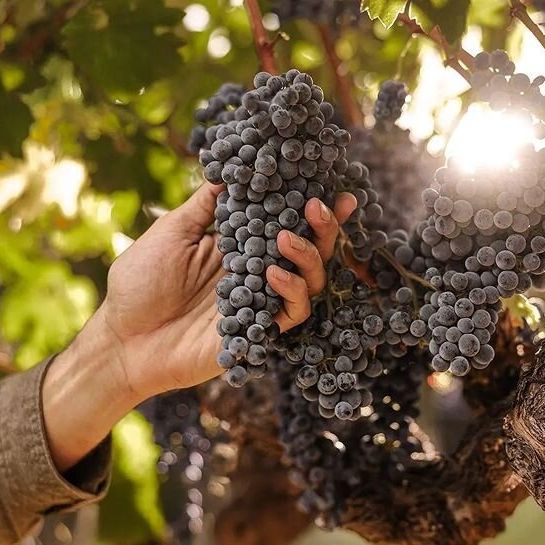 Lewis Cellars