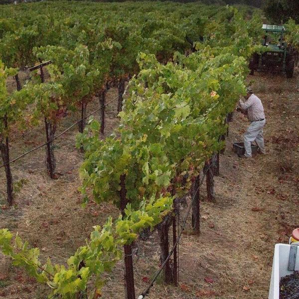Long Meadow Ranch Winery