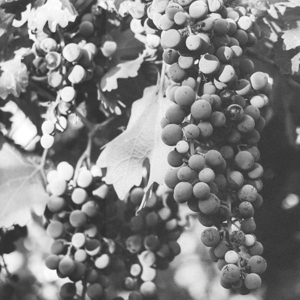 Luna Vineyards