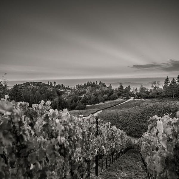 Melka Wines